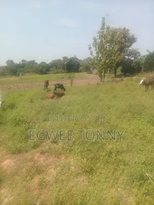 Land on Quick Sale in Lira City Location Is at Ireda