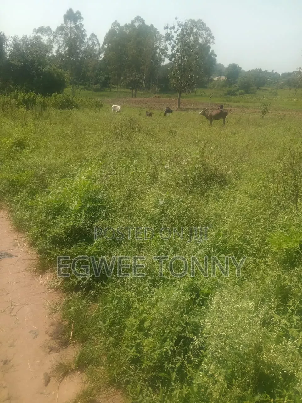 Land on Quick Sale in Lira City Location Is at Ireda