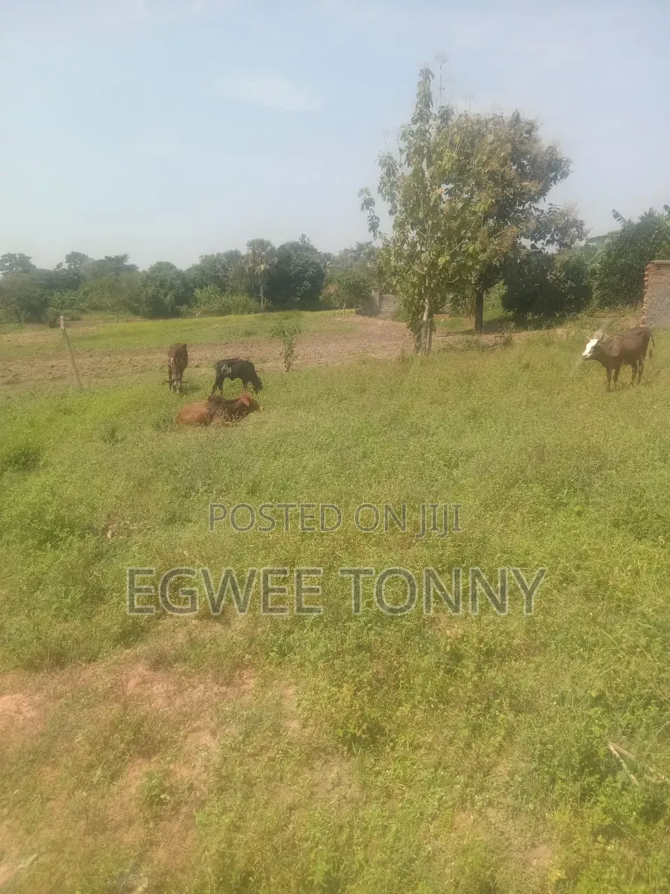 Land on Quick Sale in Lira City Location Is at Ireda