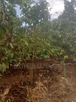 Land and Plots