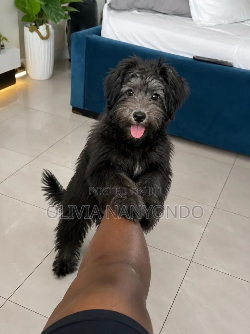 3-6 months Male Mixed Breed Maltese