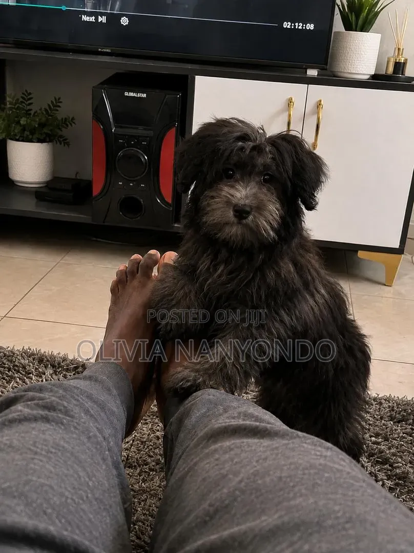 3-6 months Male Mixed Breed Maltese