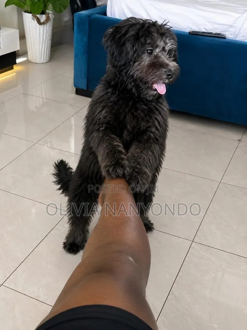3-6 months Male Mixed Breed Maltese