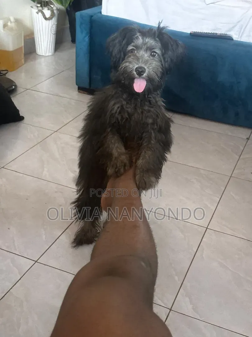 3-6 months Male Mixed Breed Maltese