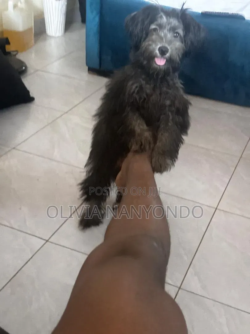 3-6 months Male Mixed Breed Maltese