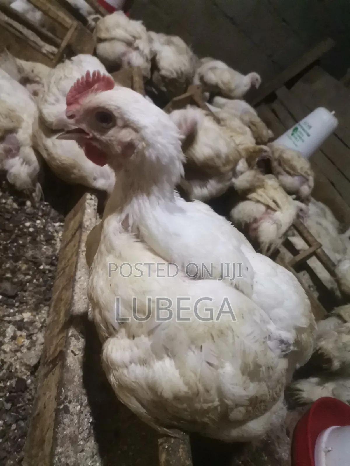 Broilers 1-1.5kg
