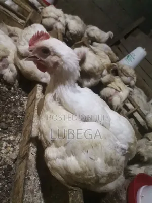 Broilers 1-1.5kg