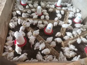 Broilers 1-1.5kg
