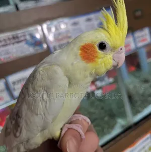 Budgies and Lovebirds