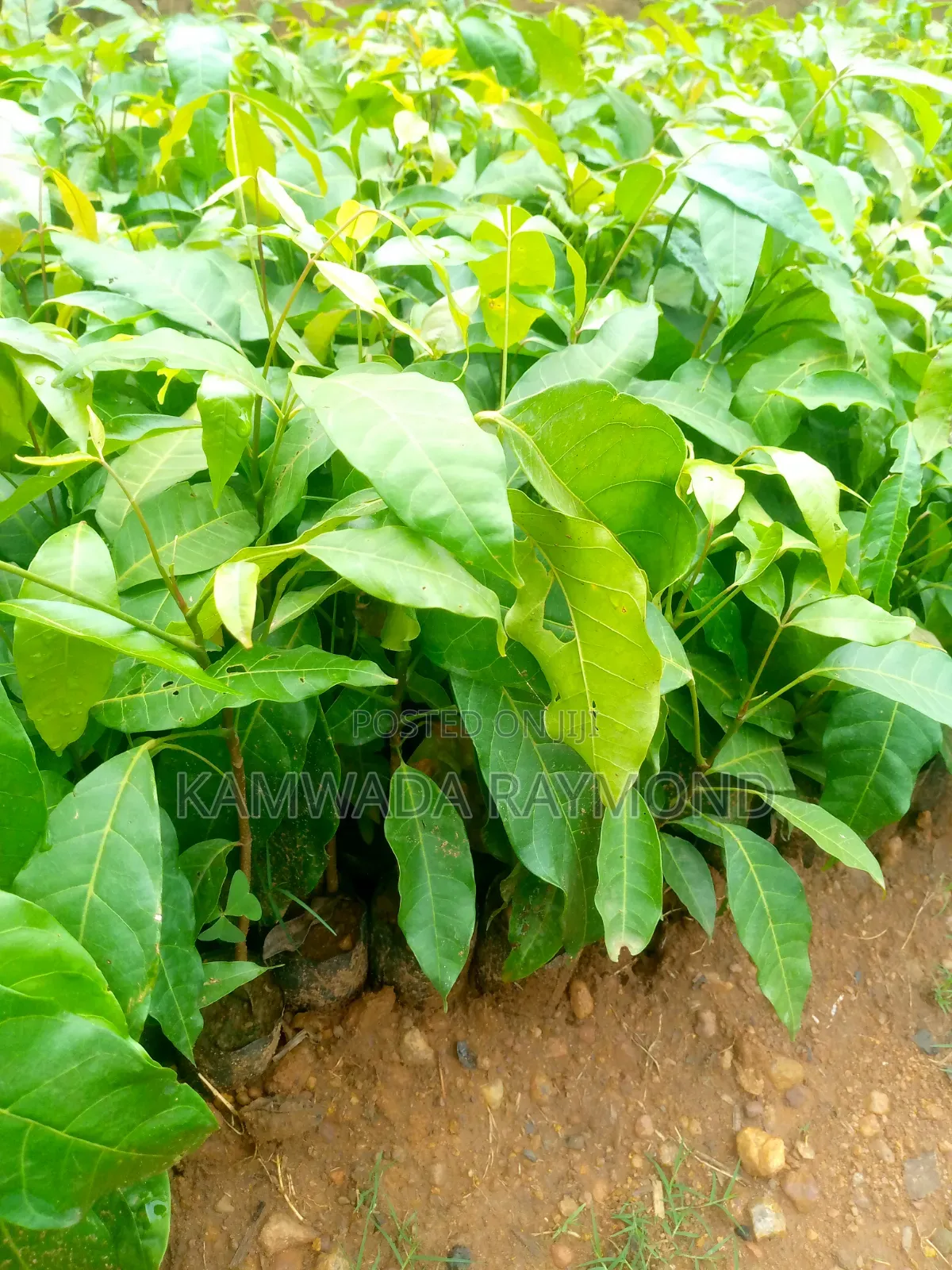 Mahogany Tree Seedlings (Hard Wood)