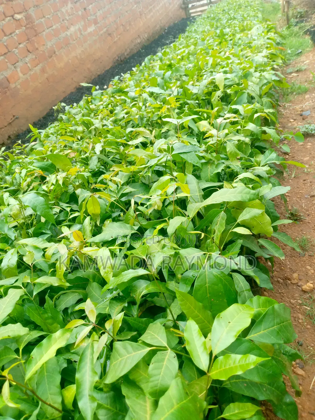 Mahogany Tree Seedlings (Hard Wood)