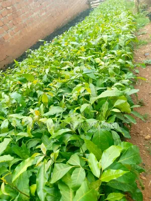 Mahogany Tree Seedlings (Hard Wood)