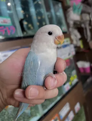 Lovebirds Available