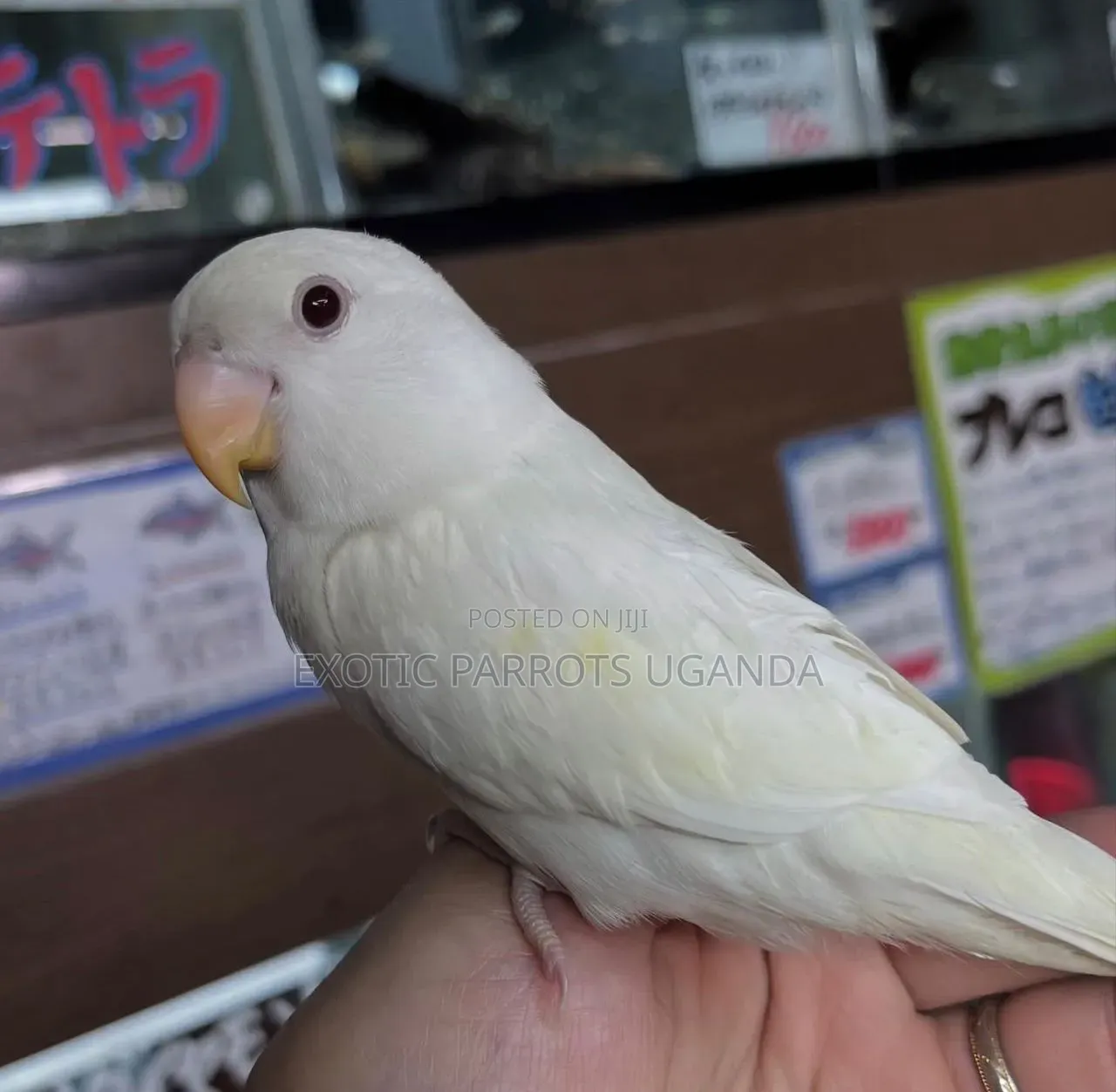 Birds Pets Available
