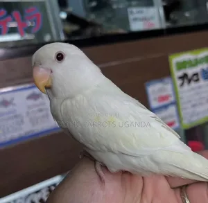 Birds Pets Available