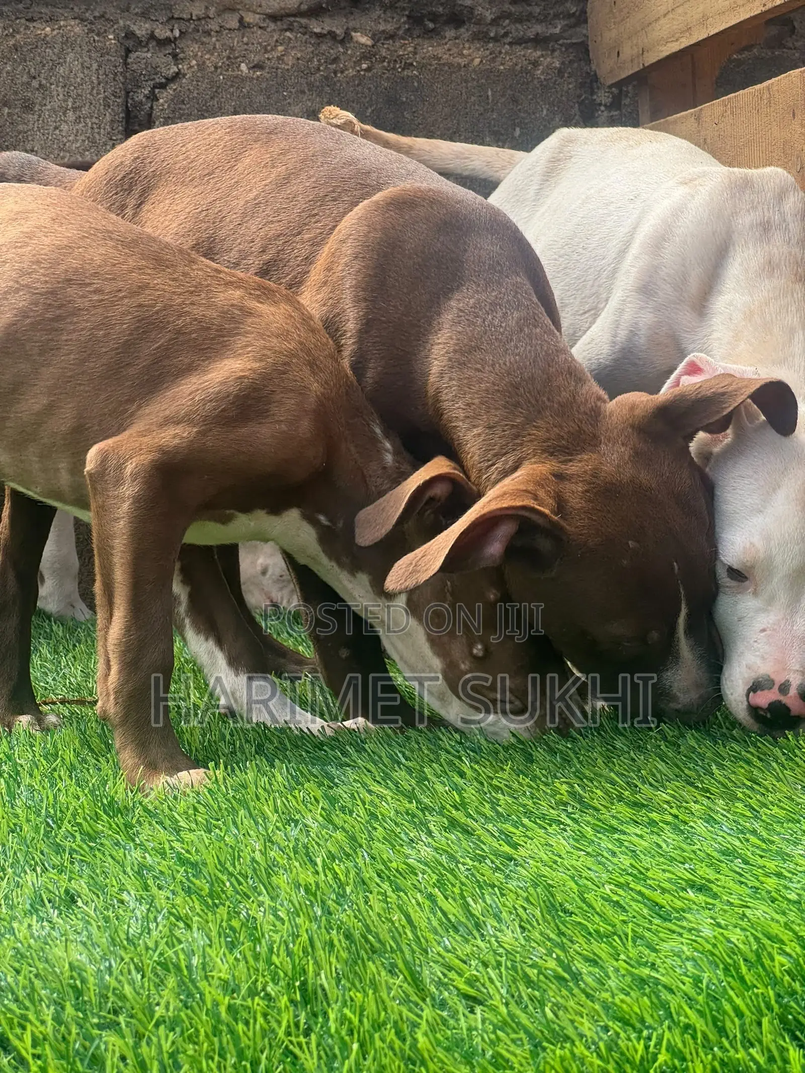 1-3 months Male Purebred American Pit Bull Terrier