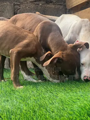 1-3 months Male Purebred American Pit Bull Terrier