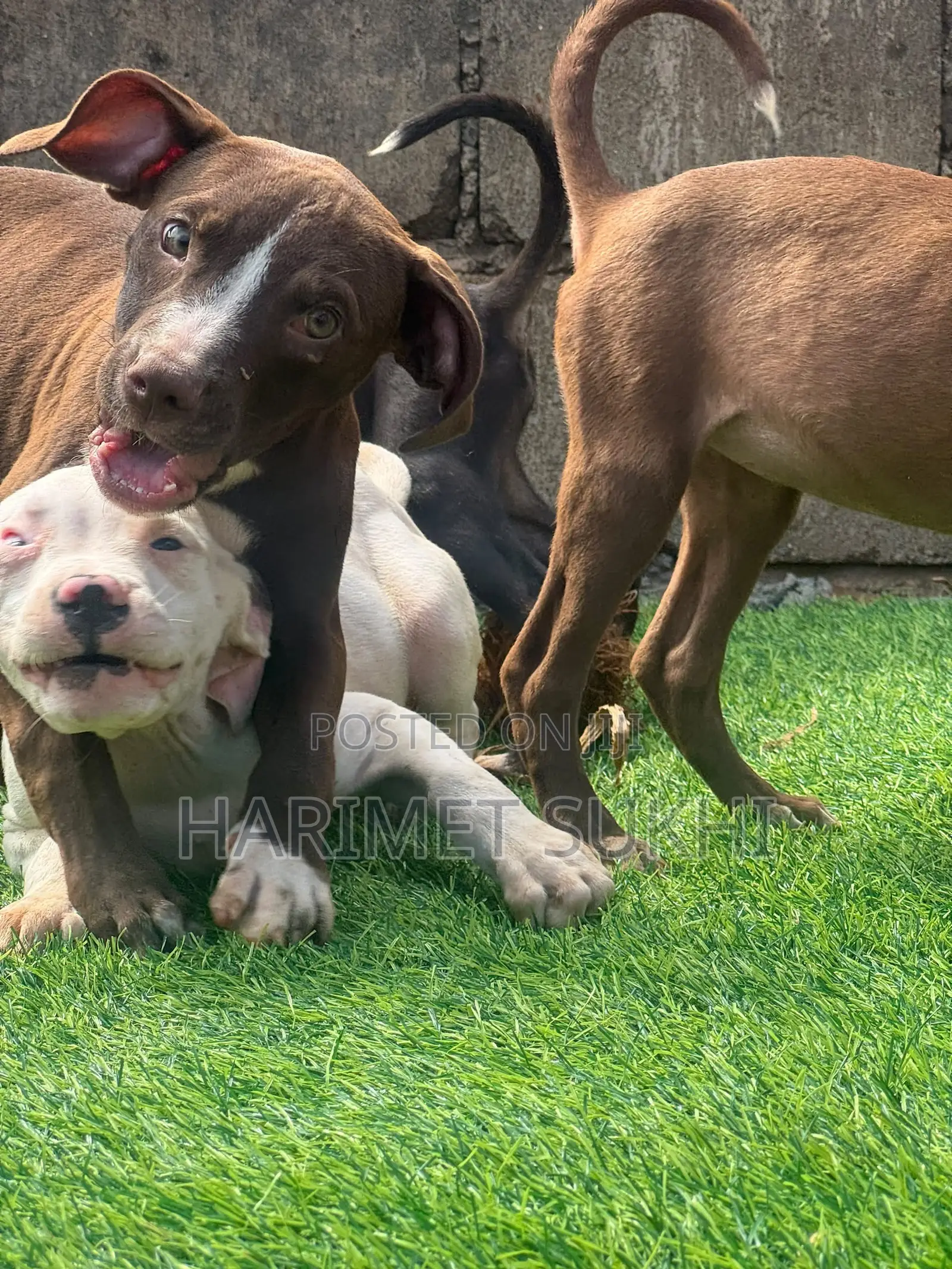 1-3 months Male Purebred American Pit Bull Terrier
