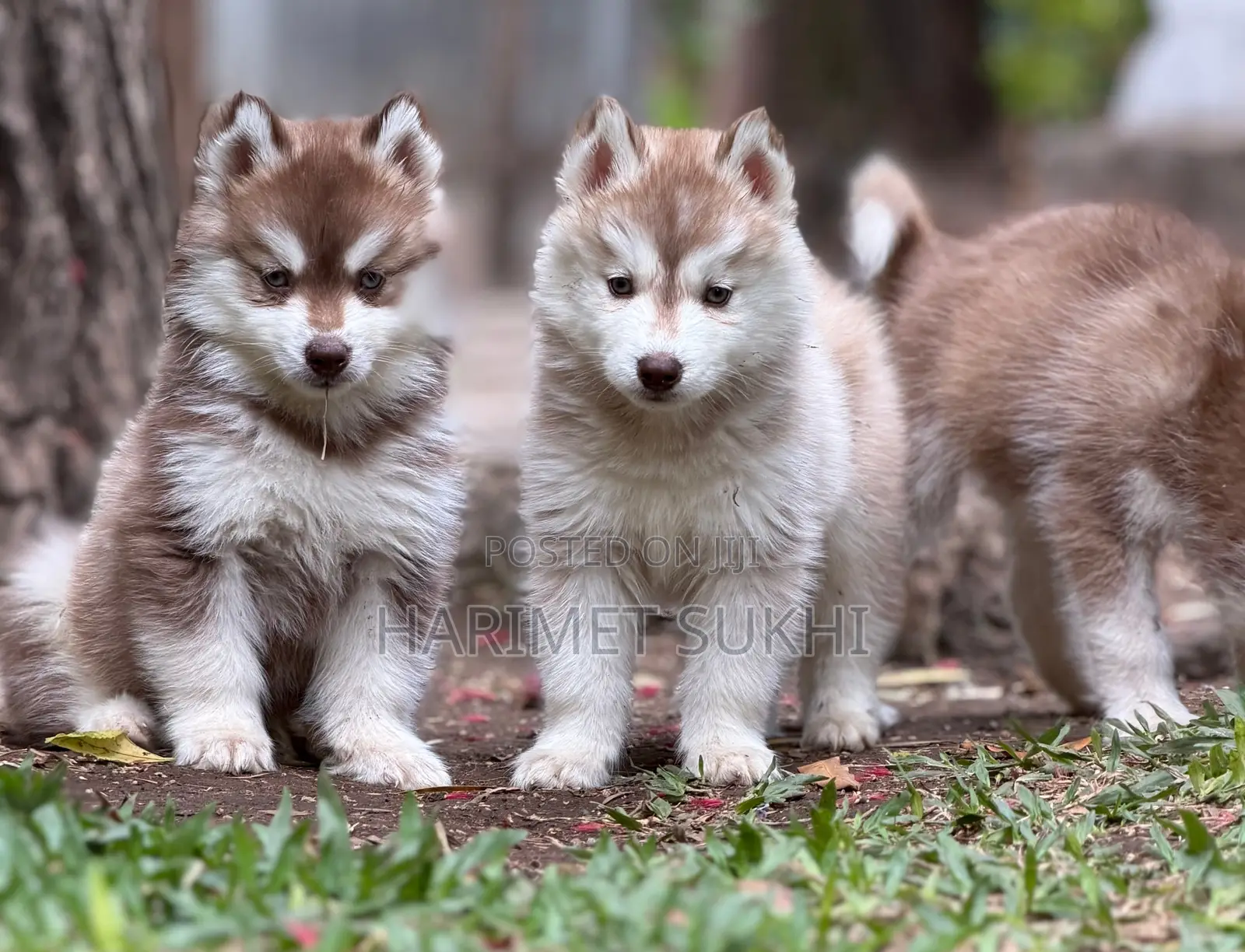 1-3 months Male Purebred Siberian Husky