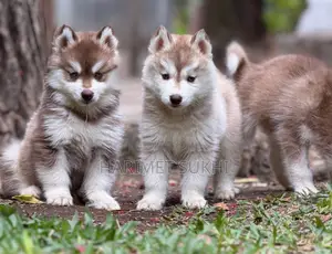 1-3 months Male Purebred Siberian Husky