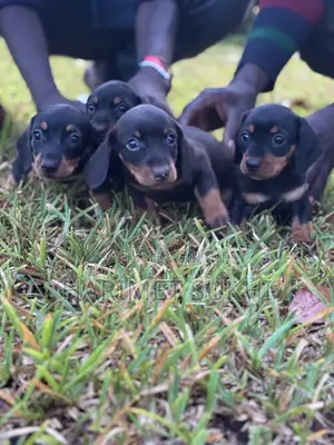 1-3 months Male Purebred Dachshund