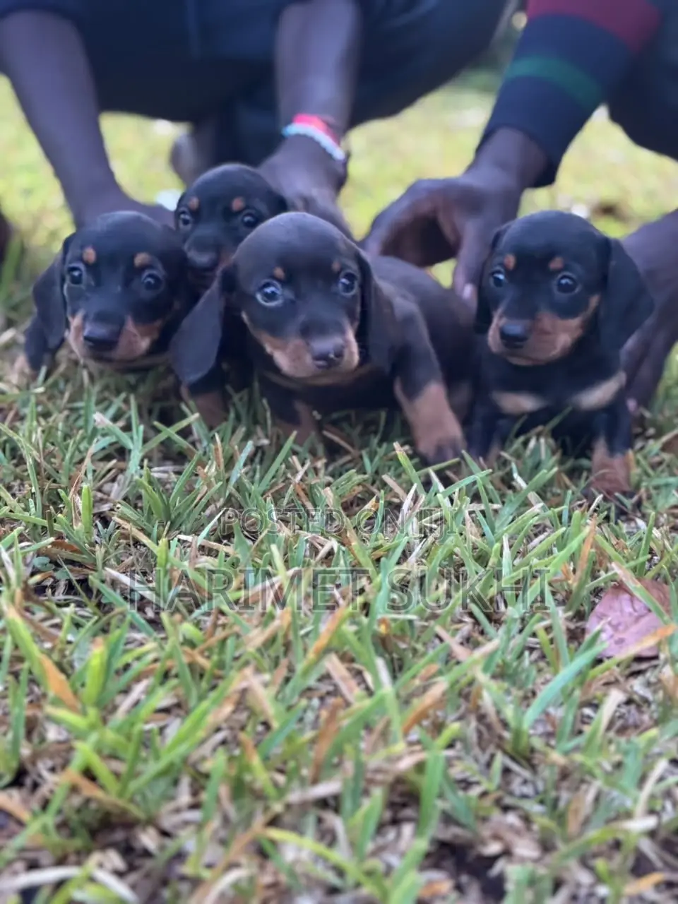 1-3 months Male Purebred Dachshund
