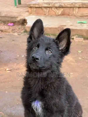 0-1 month Female Purebred German Shepherd