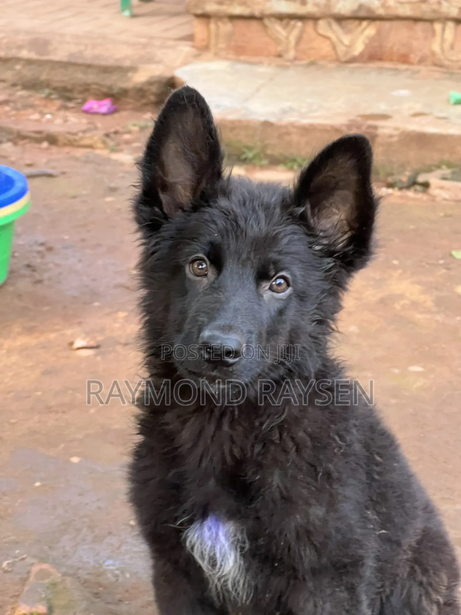 0-1 month Female Purebred German Shepherd