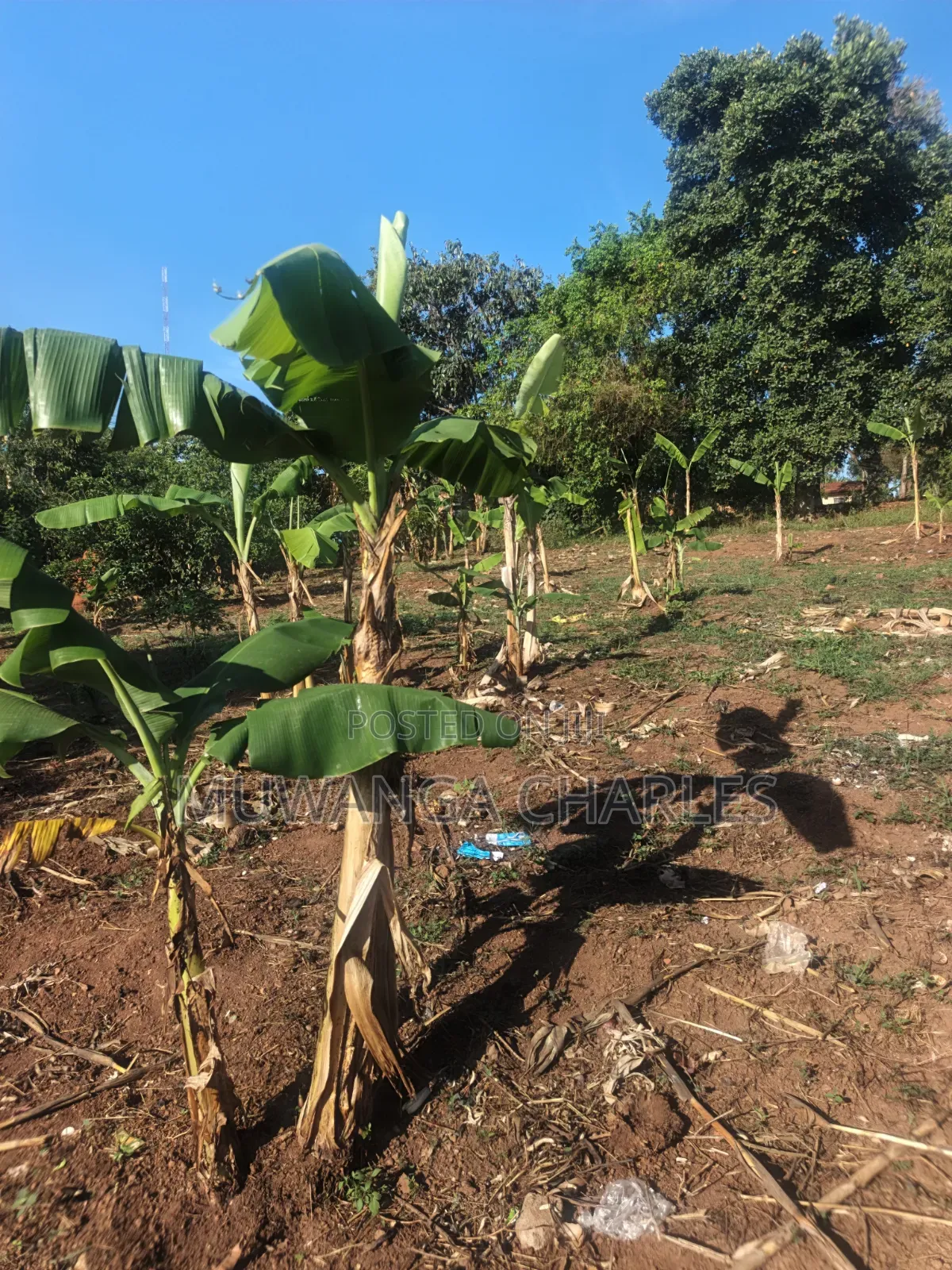 32decimals Onon Sale at Kisaasi Ssebagala