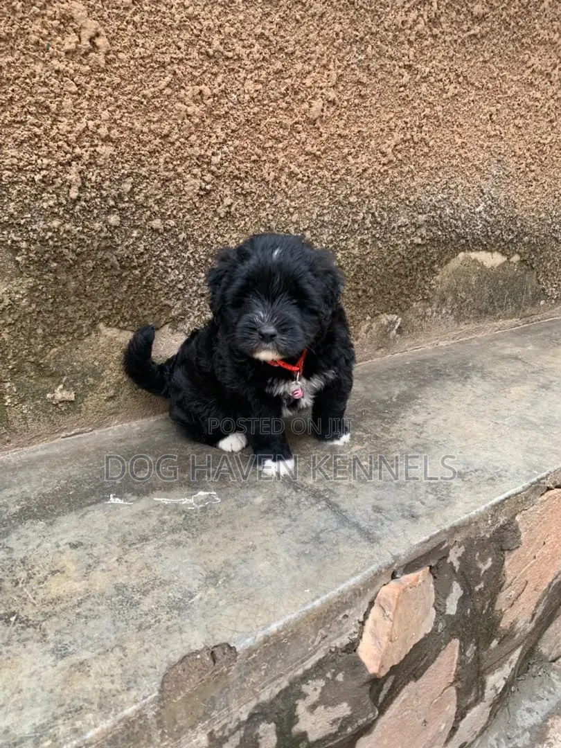 1-3 months Male Purebred Maltese