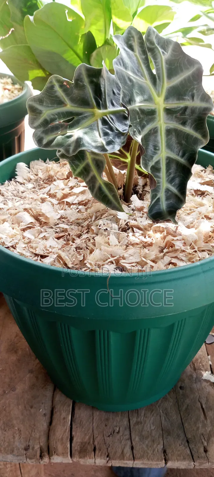 Potted Plants, Your Space Is Naturally Enhanced.