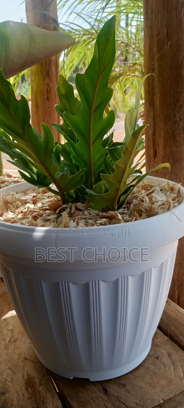 Potted Plants, Your Space Is Naturally Enhanced.
