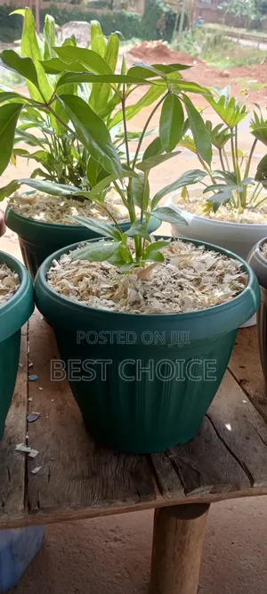 Potted Plants, Your Space Is Naturally Enhanced.