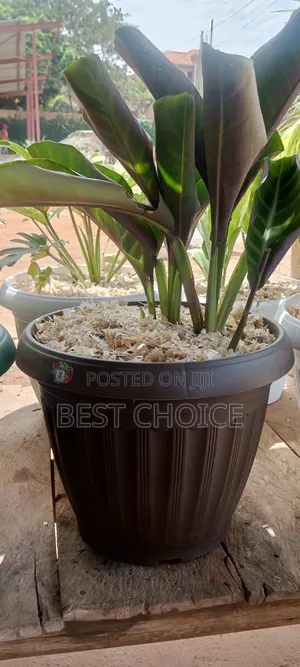 Potted Plants, Your Space Is Naturally Enhanced.