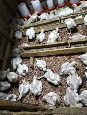Broiler to Be Ready for Sale in 2weeks