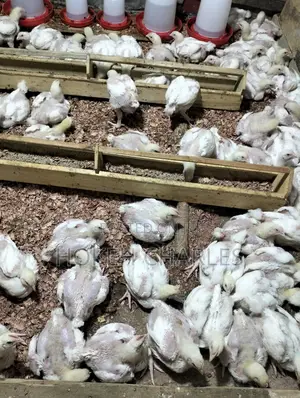 Broiler to Be Ready for Sale in 2weeks