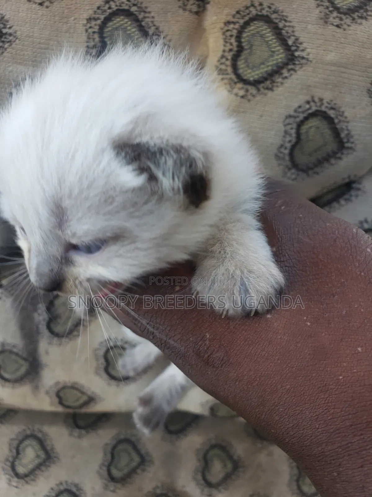 0-1 month Female Purebred Ragdoll