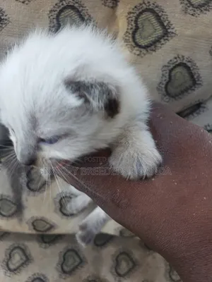 0-1 month Female Purebred Ragdoll