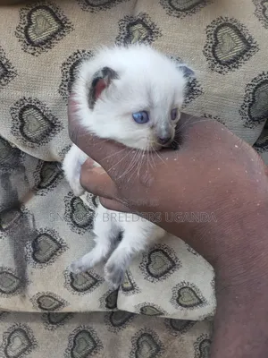 0-1 month Female Purebred Ragdoll