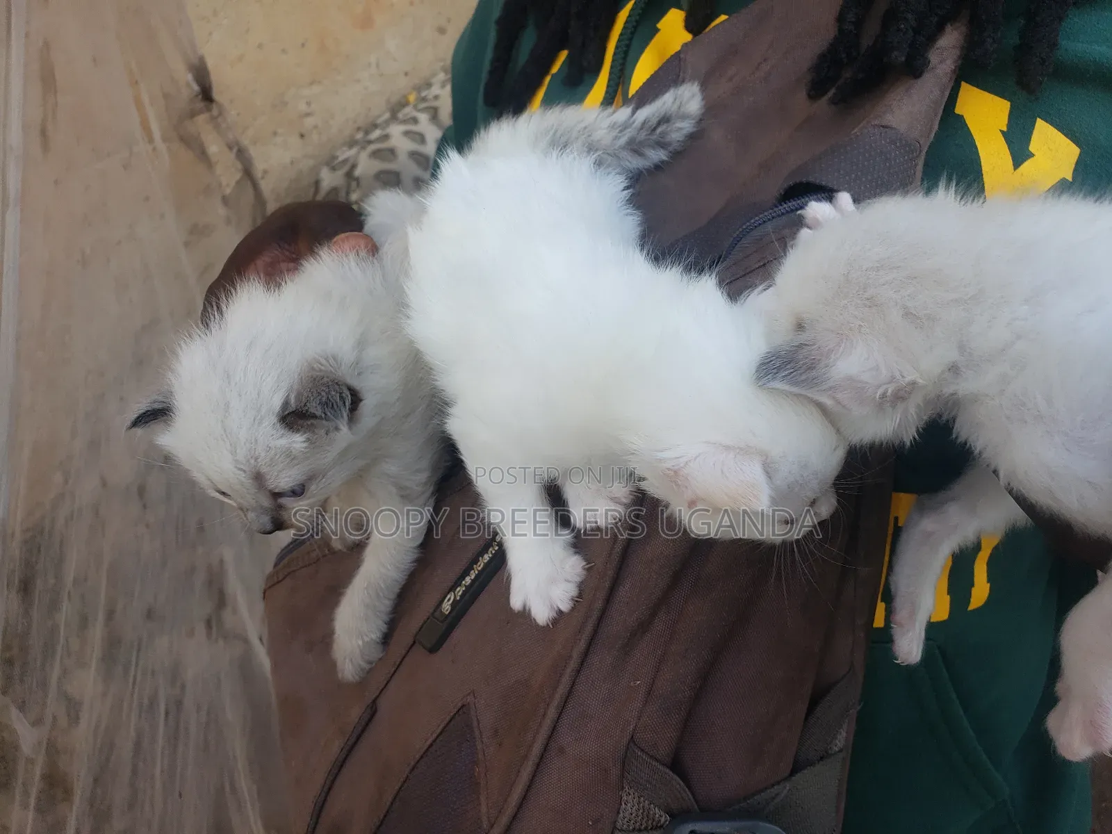 0-1 month Female Purebred Ragdoll