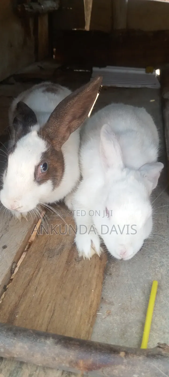 Healthy Rabbits 4 Months