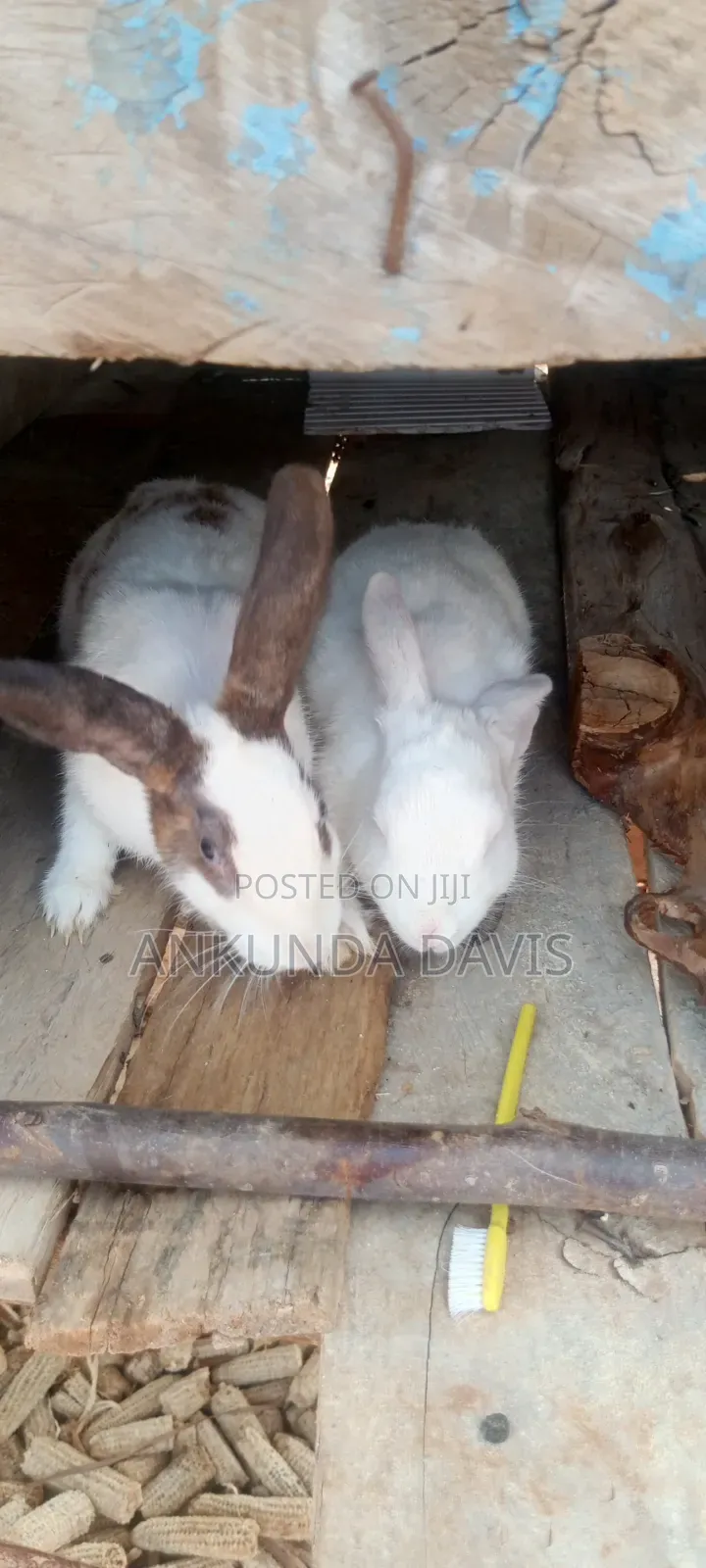 Healthy Rabbits 4 Months