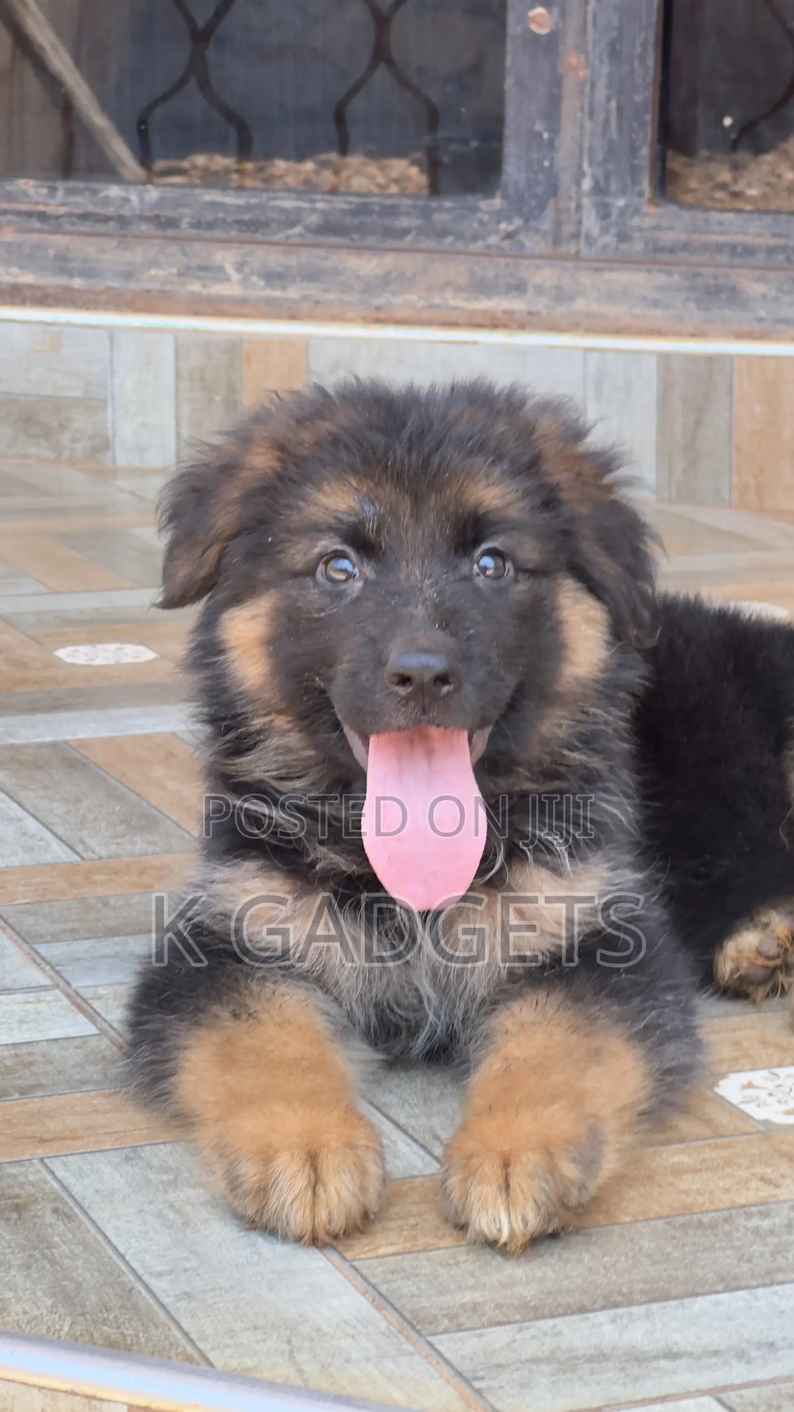 1-3 months Female Purebred German Shepherd