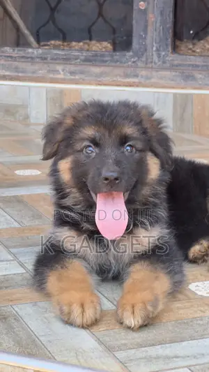 1-3 months Female Purebred German Shepherd