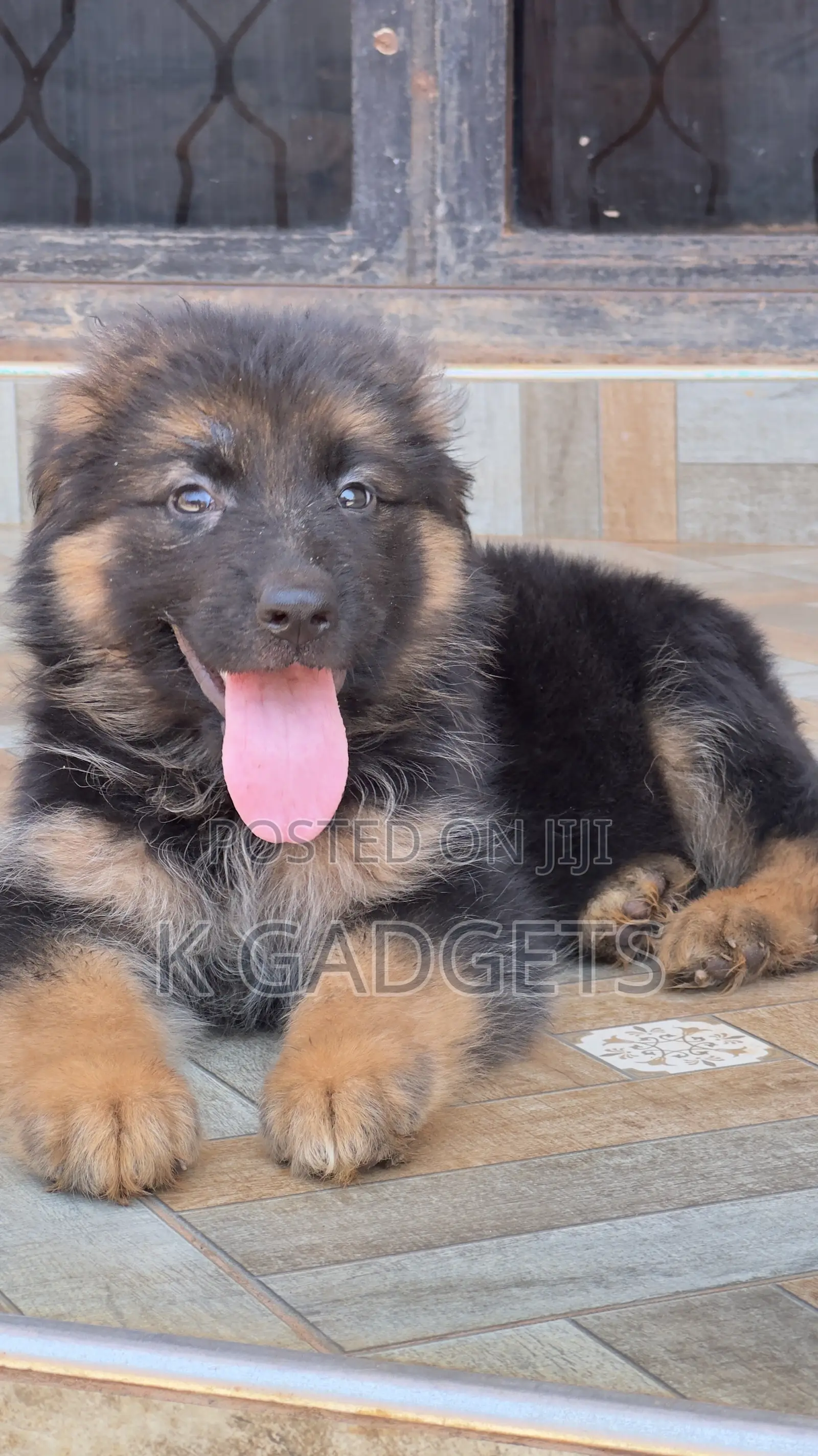1-3 months Female Purebred German Shepherd