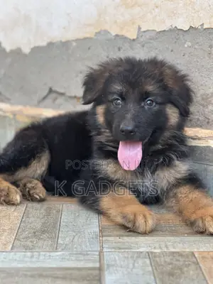 1-3 months Female Purebred German Shepherd