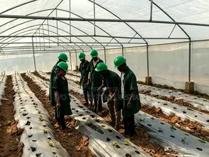 Agricultural Netting Tunnel