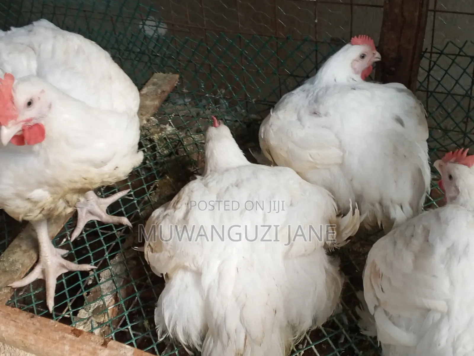 Hens for Sell