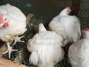 Hens for Sell