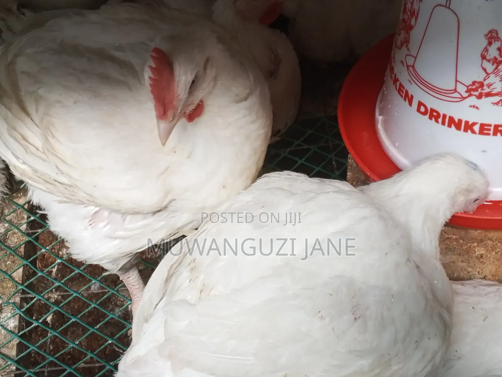 Hens for Sell